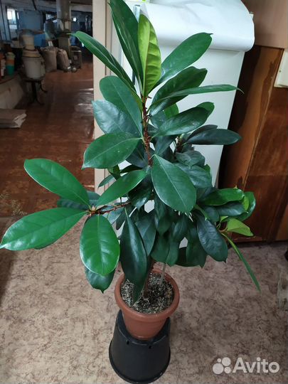 Крупные растения для дома и офиса