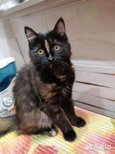 Кошечка 4 месяца