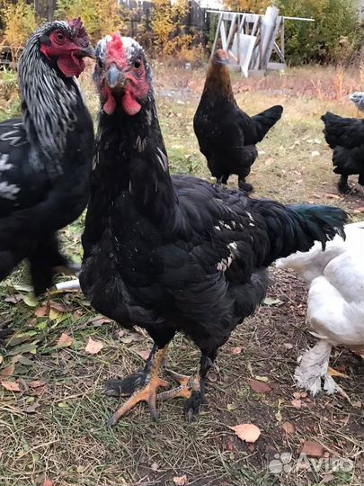 Куры несушки