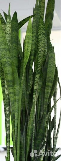 Сансевиерия классика и высокая, ханна, цветы