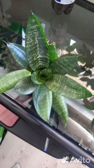 Сансевиерия