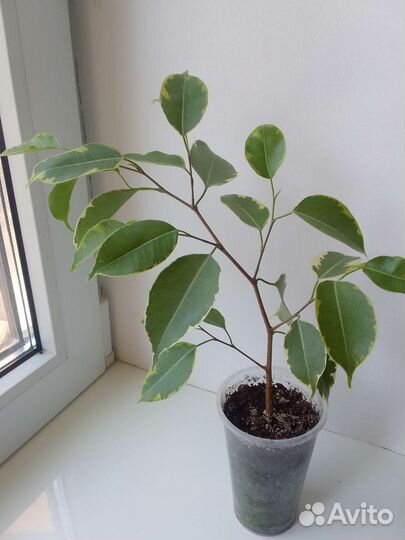 Комнатные цветы в ассортименте