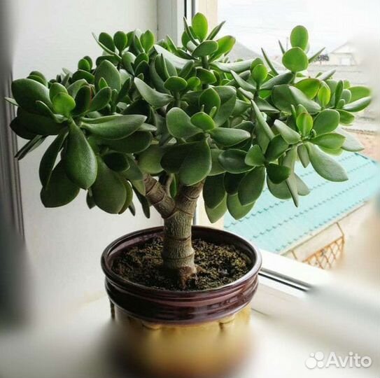 Денежное дерево