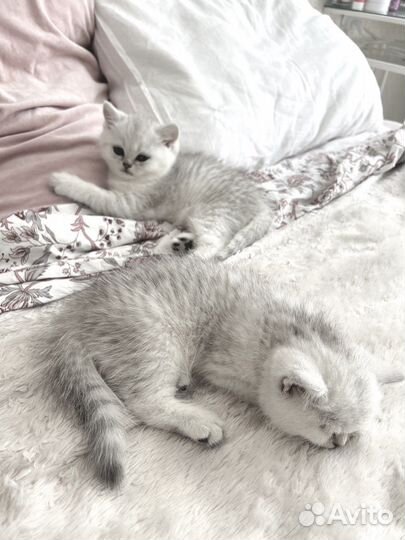 Британская серебристая шиншилла кот на вязку