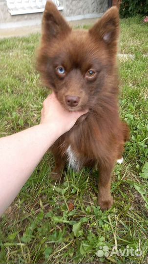 Шоколадная девочка Помски