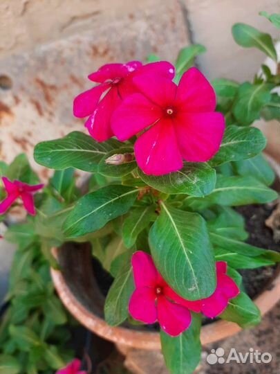 Катарантус ампельный,семена