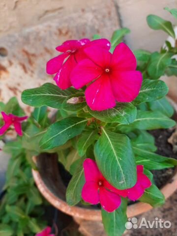 Катарантус ампельный,семена