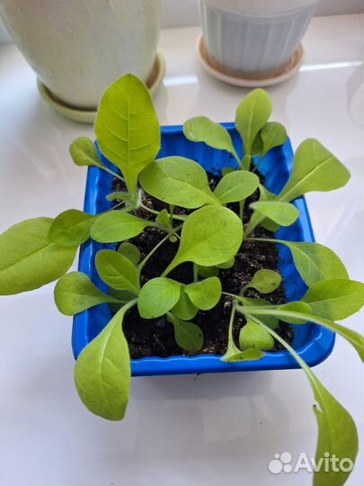 Рассада душистого табака