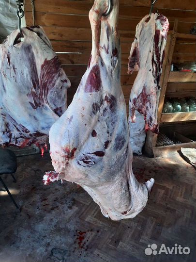 Продаю мяса телятина оптом и розницу
