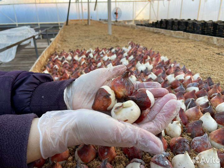 Тюльпаны оптом и в розницу на 8 марта