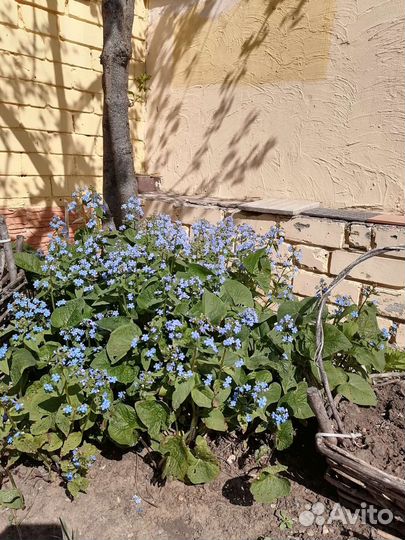 Растения для сада морозостойкие. Гортензии, хосты