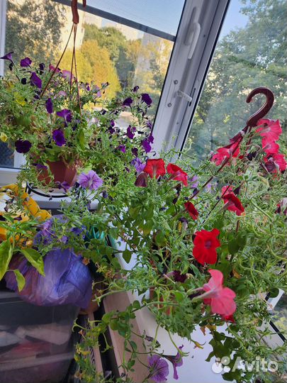 Петуния в кашпо отдам