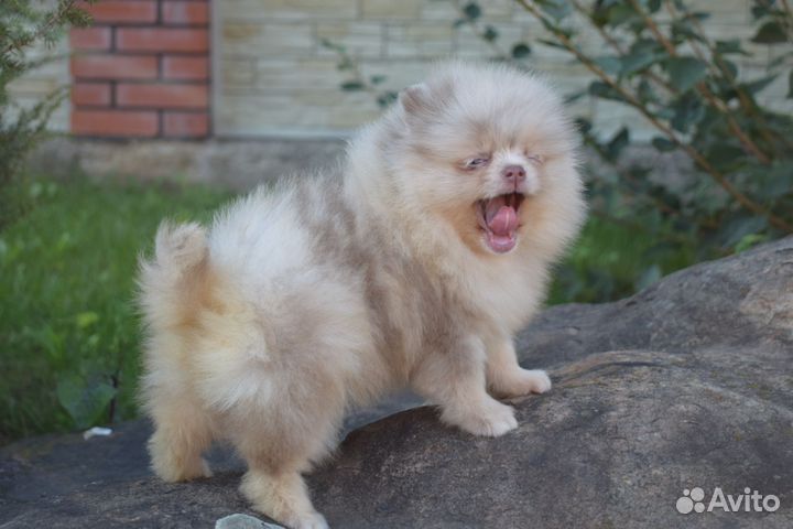 Лиловая мраморная