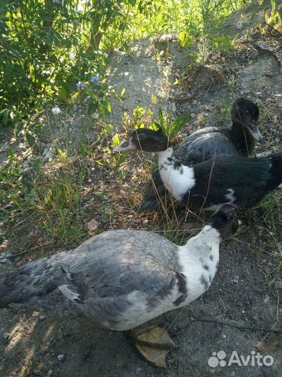 Индоутки тяжелой линии