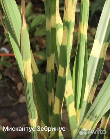 Декоративные /многолетние растения