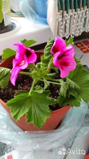 Королевская пеларгония