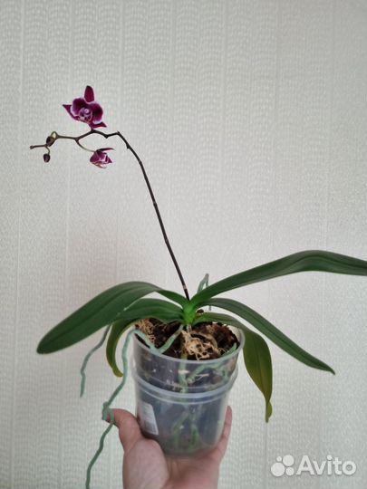 Орхидея фаленопсис