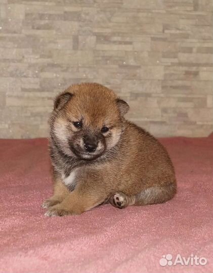 Щенки сиба ину