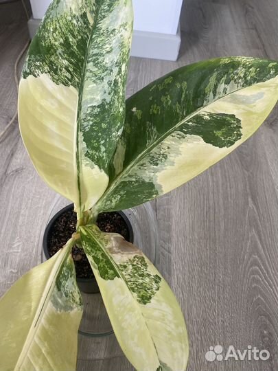Диффенбахия еллоу вариегата