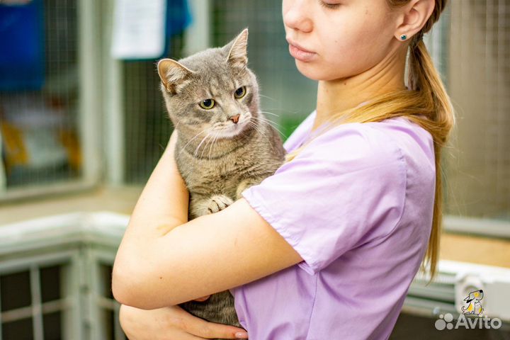 Милый котик в добрые руки