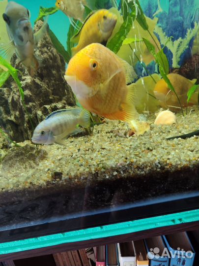 Северум красноточечный