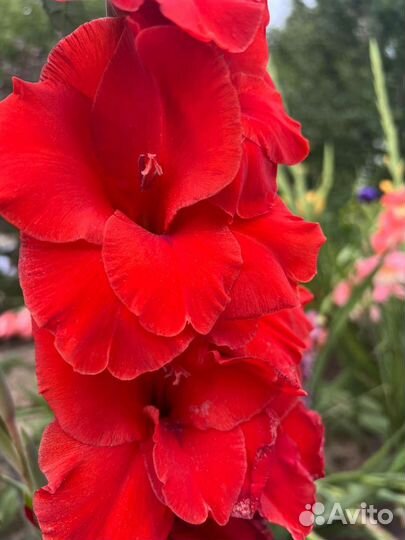 Цветы букет гладиолусы юбилей