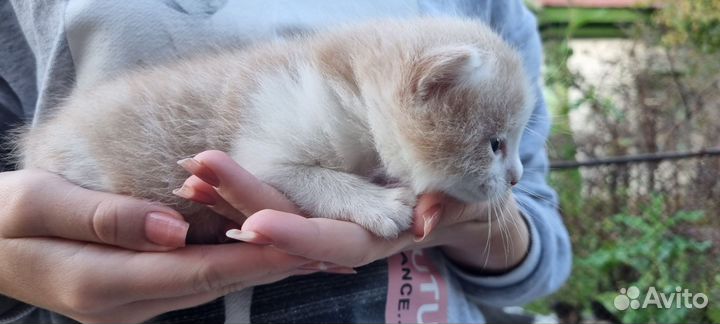 Отдам котёнка