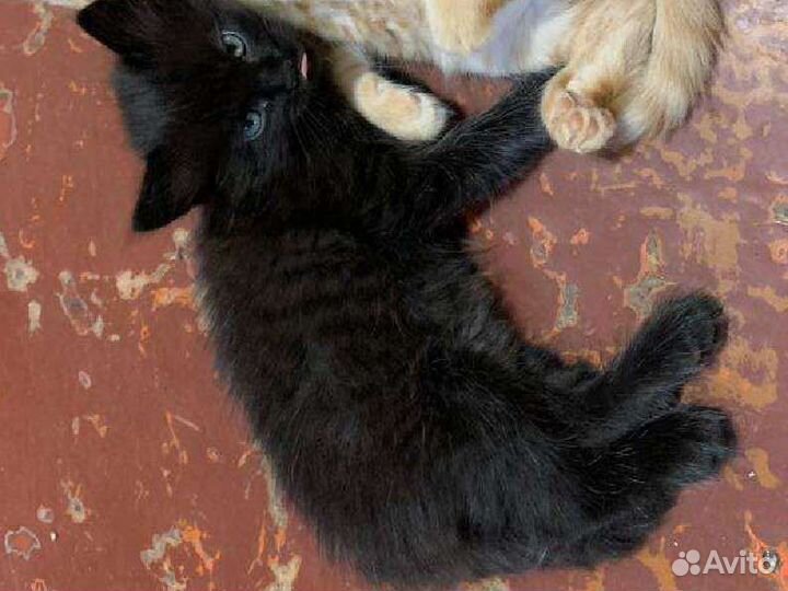 Кошки в добрые руки бесплатно