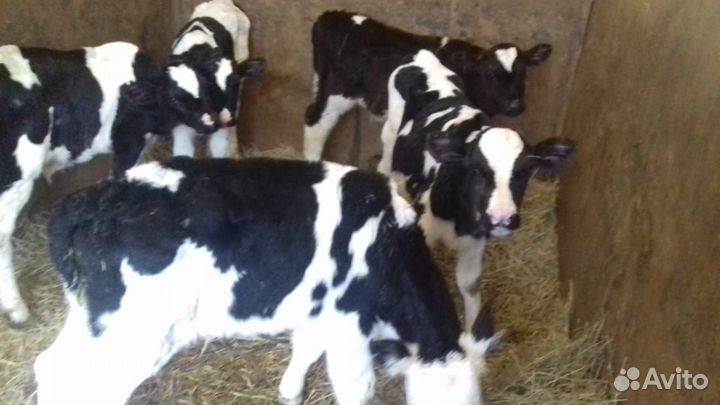 Бычки и телята