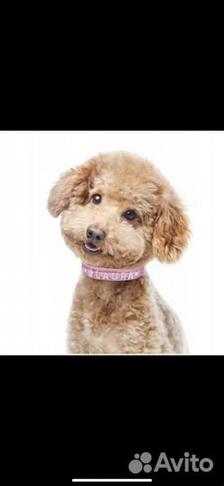 Ошейник с любой кличкой на заказ