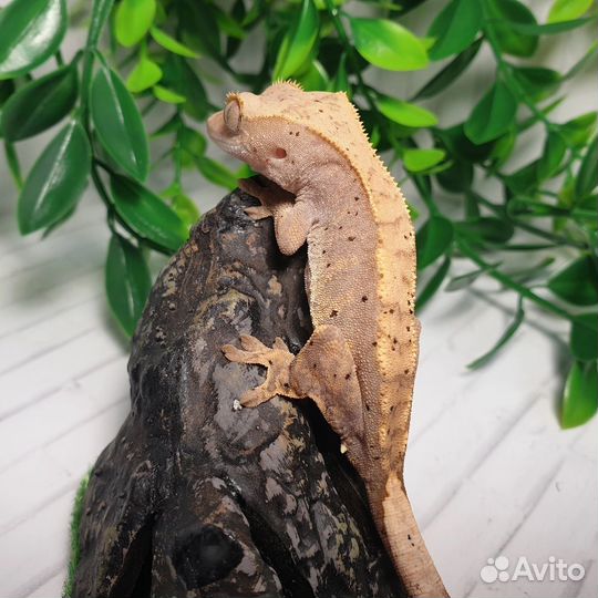 Реснитчатый бананоед