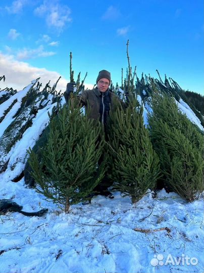 Ель новогодняя из питомника