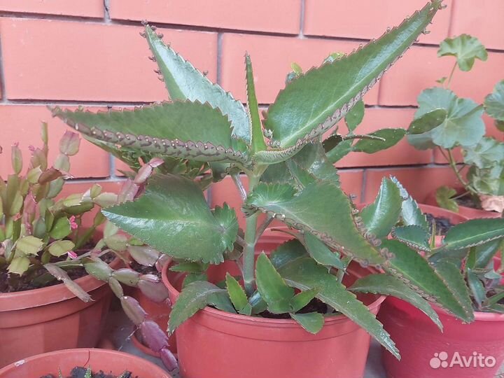 Калонхоя лечебное, Спатифиллум