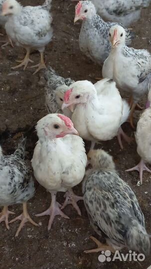 Петушки на мясо