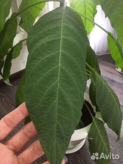 Авокадо,растение