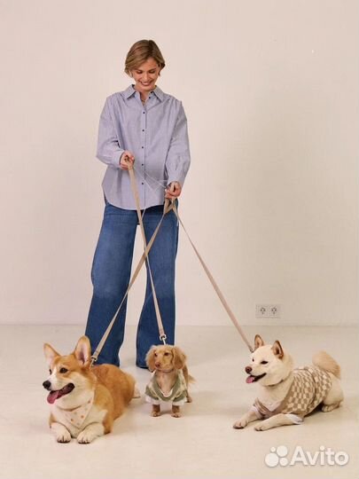 Модель на съемку корги