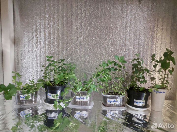 Барбарисовая мята