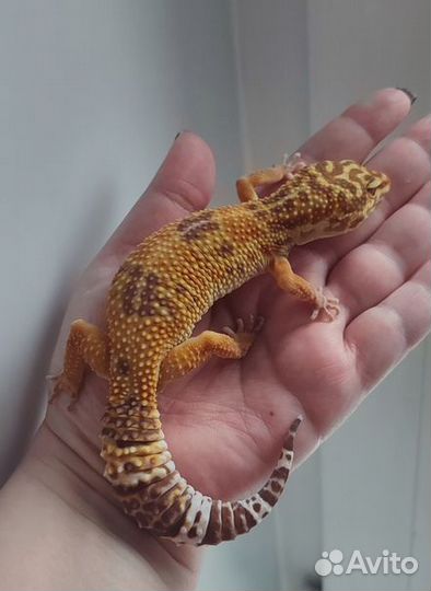 Пятнистый эублефар, леопардовый геккон, самка