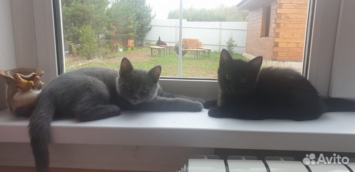Британские котята