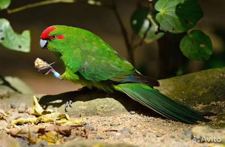 Попугаи какарики