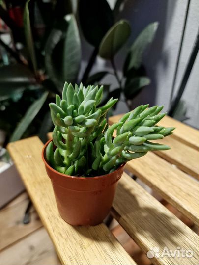 Молодило, суккуленты