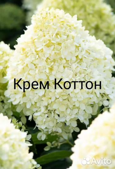 Гортензия метельчатая и крупнолистная заказ 2023