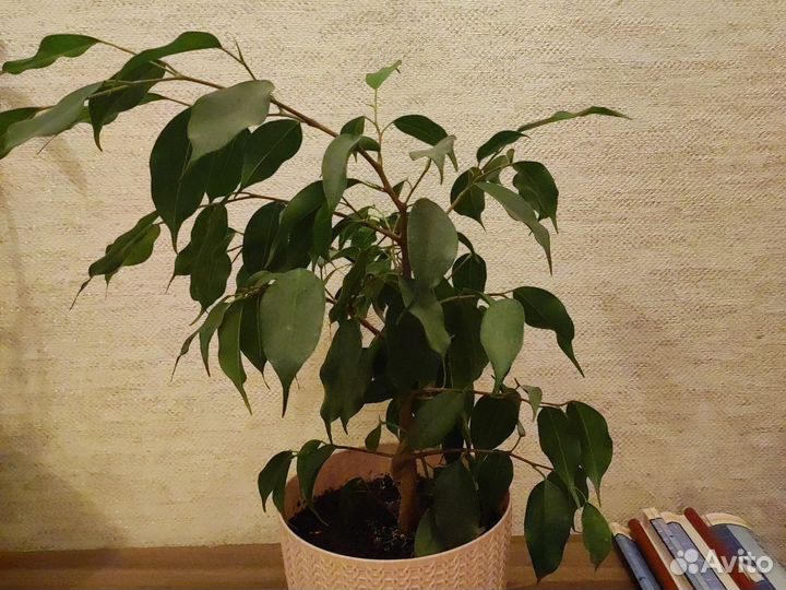 Фикус бенджамина