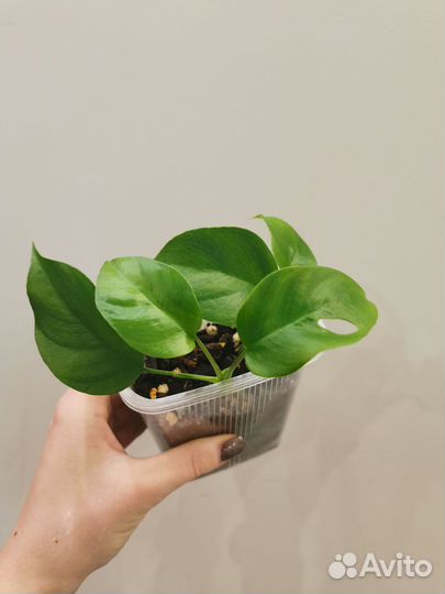 Монстера рафидофора (срез)