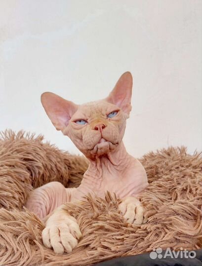 Канадский сфинкс