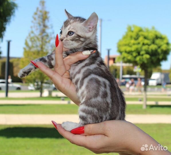 Серебряные котята
