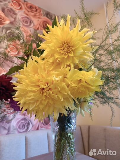 Георгины клубни