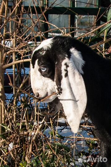 Битало-нубийские козлята