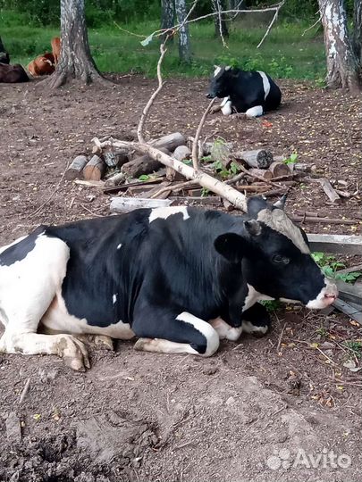 Бычки, телки, корова