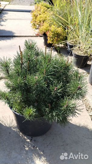 Горная сосна Пумилио, можжевельники